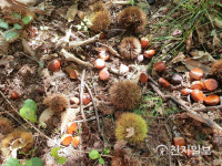 [천지포토] 알밤