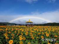 장성 황룡강 해바라기, 추석에 활짝