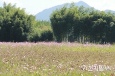 [천지포토] 가을 대숲에 이는 바람
