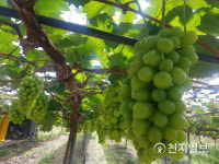 충북 영동, 청포도 익어가는 시절… 이 마을 전설은?