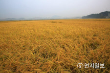 [천지포토] 황금들판