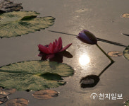 [천지포토] 시흥 관곡지 수련