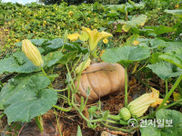 [천지포토] 유기농 호박