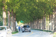[천지포토] 가을 메타세쿼이아 가로수