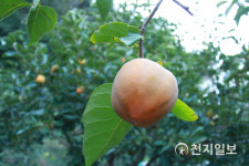 [천지포토] 가을 대봉 풍년