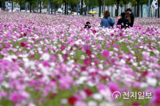 [천지포토] 코스모스 꽃밭 가족 나들이