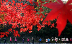 [지역명소] 대전 동구 상소동 산림욕장 쾌적한 공기와 단풍에 흠뻑