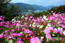 인제군, 개화시기 맞춘 코스모스길 조성