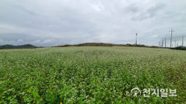 신안군, 소금 뿌린 듯한 메밀꽃 팔금면에 만개