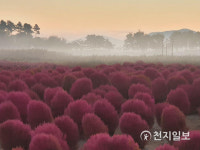 [천지포토] 시흥생태공원 댑싸리