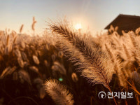 [천지포토] 시흥생태공원 강아지풀