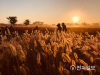 [천지포토] 시흥생태공원 강아지풀