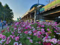 [천지포토] 안산 고잔역 협객열차와 코스모스