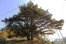 예천 수한리 소나무 경북도 기념물 지정