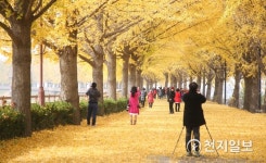 아산시 곡교천 은행나무길… 가을 비대면 관광지 100선 선정
