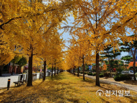 [천지포토] 가을의 은행나무길
