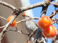 [천지포토] 까치밥 맛있네