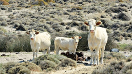 [2021신년사] 용산구 성장현 내년은 용산시대… 용산공원 조성사업 차질없이 추진