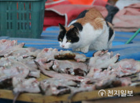[천지포토] 고양이 앞에 생선