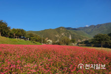 영월군, 동강 상옥리 먹골마을 붉은 메밀 꽃밭 확대 추진