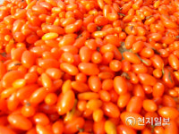 [지역명물] 충남의 알프스 은골마을 집콕 잇템 '청양 구기자'… 면역력 증진에 '으뜸'