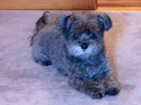 문대통령, 설날 반려동물 찡찡이·마루·토리·곰이 근황 소개