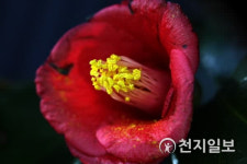 [천지포토] 붉은 동백꽃 활짝