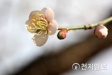 [천지포토] 봄 부르는 분홍 매화