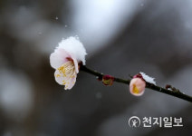 [천지포토] 분홍 설중매