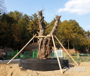 죽어가던 국내 최대 닥나무, 경남 진주에 새집 마련