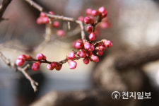 [천지포토] 봄이야 터질듯한 꽃망울