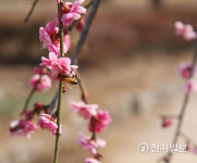 [천지포토] 담양 창평슬로시티 삼지내 마을 홍매화