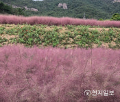 목포시, 핑크뮬리 식재 자제 당부… 생태위해성 2급 받아