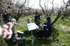 해남군, 땅끝매화축제 온라인으로 열린다