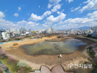 [광주] 올해 운천저수지 벚꽃은 멀리서 구경하세요