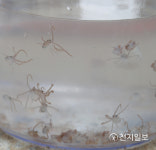 무안군, 지속 가능한 낙지 생산체계 구축 나서