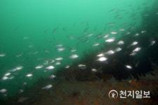 경남도, 남해군 천하해역에 20억 투입해 바다목장 조성