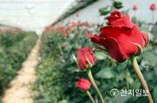 강진군 청자골 장미, 온라인 화훼 특별기획전 진행