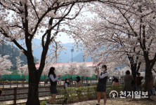 [천지포토] 구미 금오산 벚꽃 사진 찍는 학생들