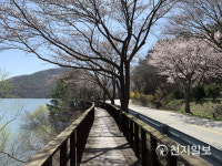 충남도, 수덕사부터 남연군묘까지… 벚꽃 드라이브 추천