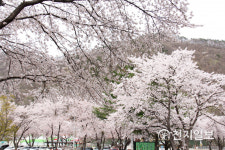 [천지포토] 상춘객 설렘주의보, 담양 추월산 벚꽃 만개