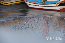 [천지포토] 영광군 설도항 포구 풍경
