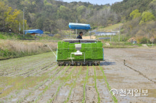 [천지포토] 순창, 올해 첫 모내기 시작