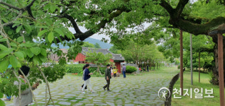 [천지포토] 광주 충효 마을 왕버들 나무 아래서 힐링
