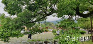 [천지포토] 광주 충효 마을 왕버들 나무 아래서 힐링