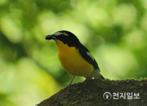 서울시 강서습지생태공원서 여름 철새 관찰하세요