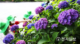 [천지포토] 함평생태공원, 활짝 핀 형형색색의 수국