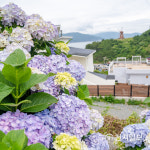 화려한 수국으로 뒤덮인 경남 거제 남부면