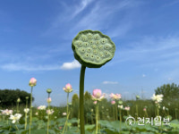 [천지포토] 시흥시 하중동 연꽃테마파크 연꽃만발