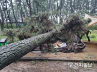 충남 태안, 강풍·비에 소나무 덮쳐 어린이 2명 부상